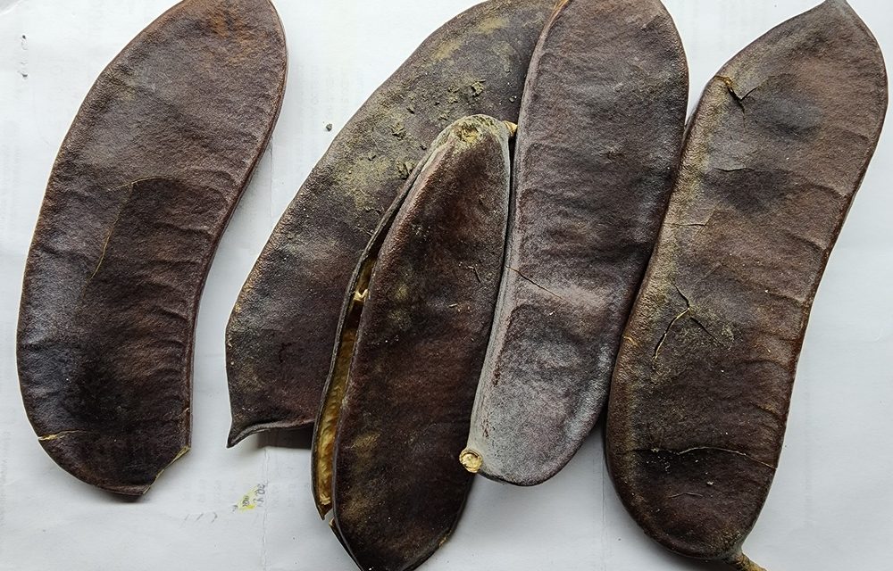 A Comprehensive Guide to Growing a Kentucky Coffeetree from Seed