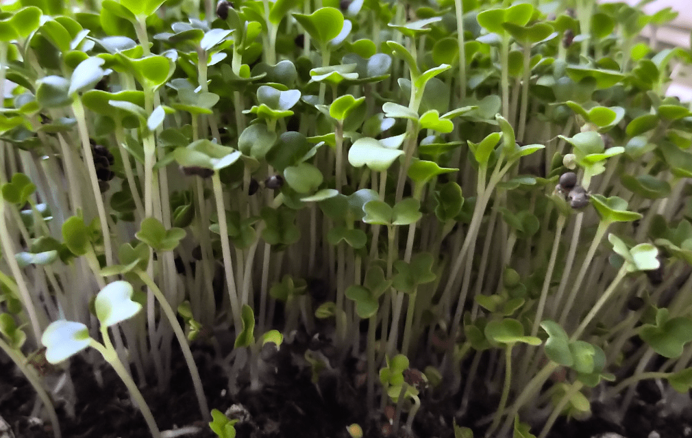 How to grow broccoli microgreens at home